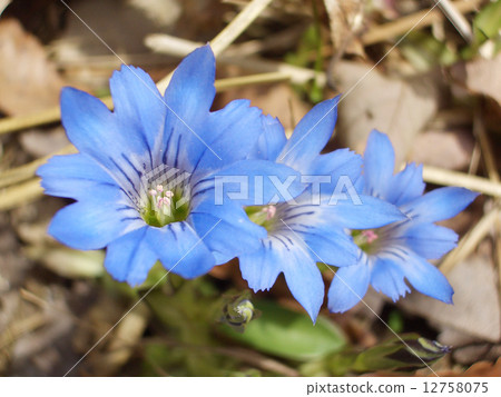 Haru Rindow 12758075