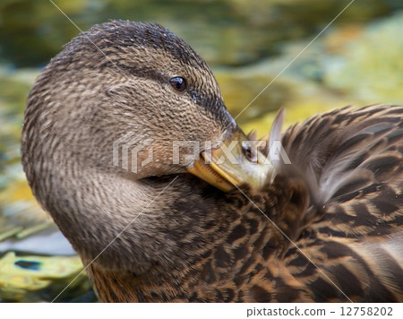 Duck Duck 12758202
