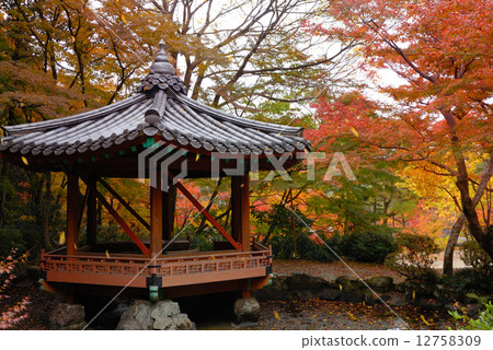 Hokkaidei where fallen leaves dance 12758309
