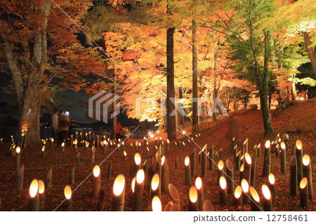 山中湖秋葉點亮 12758461
