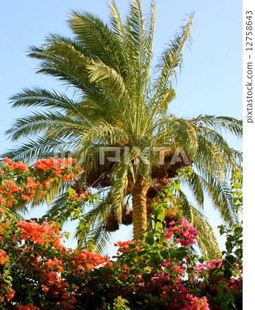 Palm tree 12758643