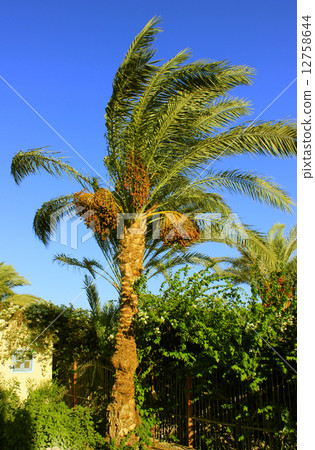 Palm tree Palm tree 12758644