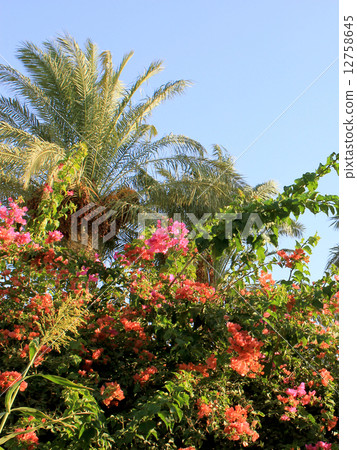 Palm tree 12758645