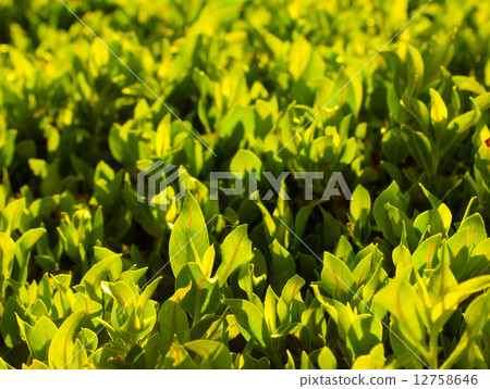 green grass green grass 12758646