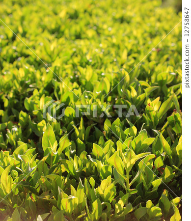 green grass green grass 12758647
