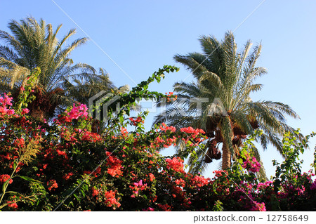 Palm trees 12758649