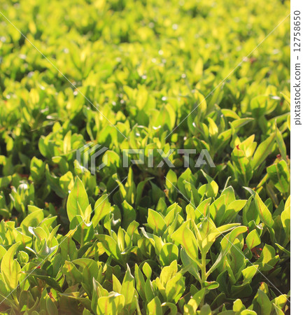 green grass green grass 12758650