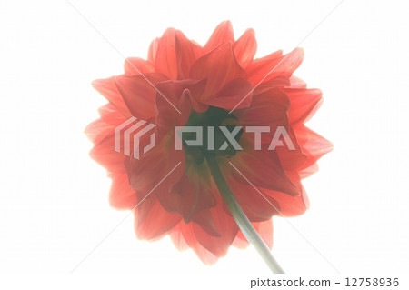 大麗花 花朵 花 12758936