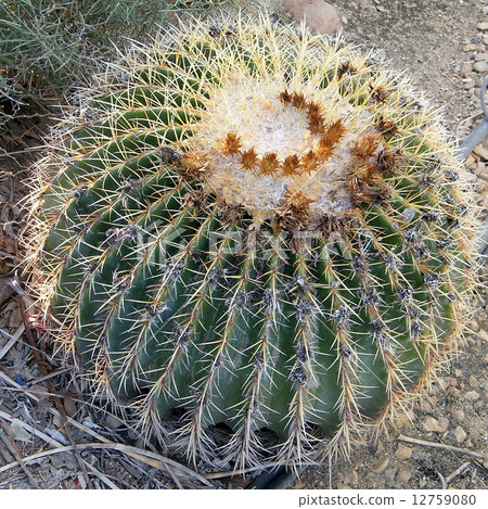 Ein Gedi Echinocactus grusonii 2010 12759080