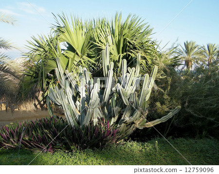 Ein Gedi Cactus October 2010 12759096