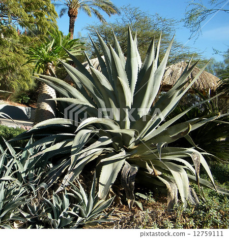 Ein Gedi Agave thicket 2010 12759111