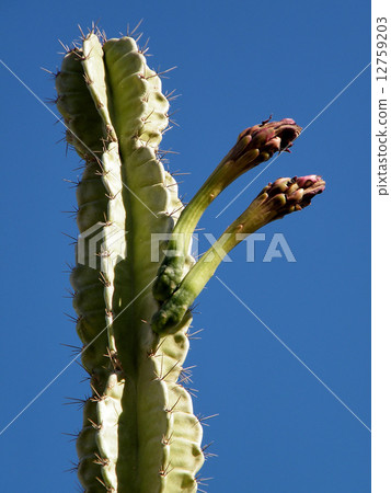 Ein Gedi San Pedro Cactus buds 2010 12759203