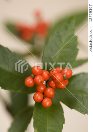 Sarcandra glabra Sarcandra glabra 12759397