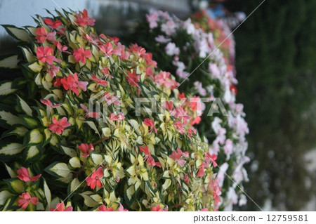 花開的植入物 12759581