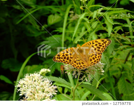 Midori Hyouton sticking to the brown eyedrybana 12759778