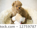 玩具貴賓犬 12759787