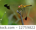 蜻蜓 12759822