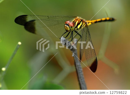 蜻蜓 12759822