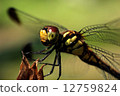 蜻蜓 12759824