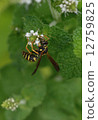 蜜蜂 12759825