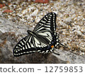 蝴蝶 12759853