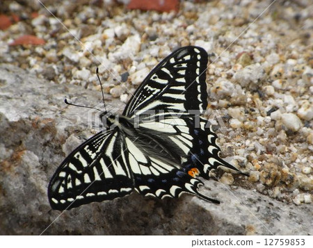 蝴蝶 12759853
