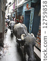 Cattle and the city of Varanasi 12759858