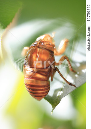 Cicada shell 12759862