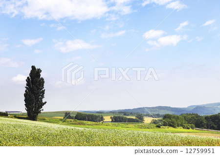 初夏Biei白楊樹 12759951