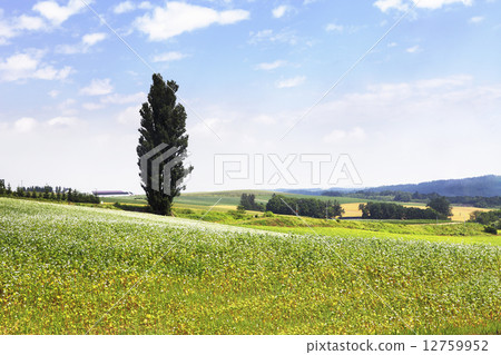 初夏Biei白楊樹 12759952