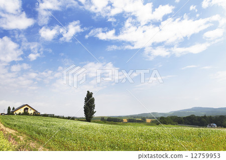 初夏Biei白楊樹 12759953