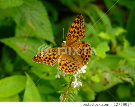 Trapped to Tranoo Owla Ginsujihyumon Trapped to Tranoo Owla Ginsujihyumon 12759954