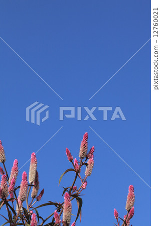 雞冠花花和藍天 12760021