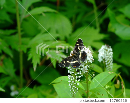 Sakahabo peach stop at Tranoo 12760316