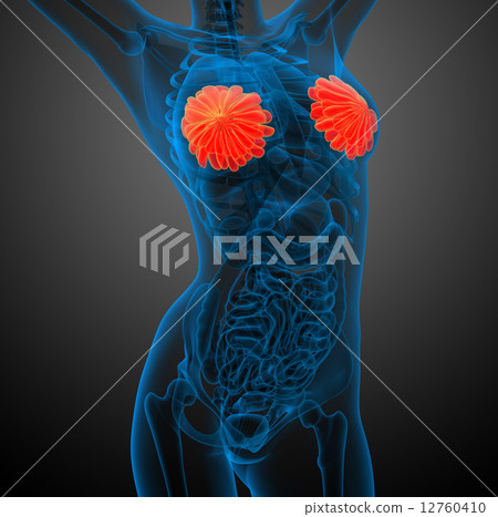 3d render medical illustration of the human breast 12760410