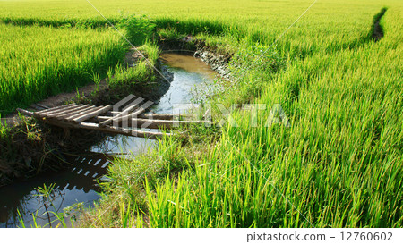 Vietnam yellow paddy field, bamboo bridge 12760602