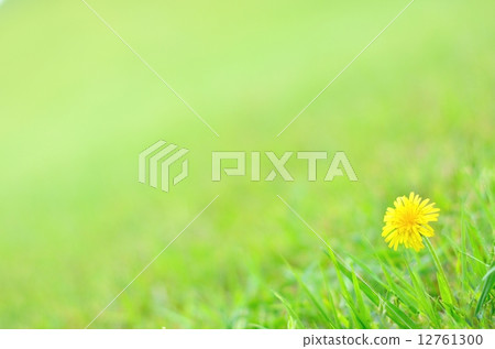 開花在草原的蒲公英 開花在草原的蒲公英 12761300