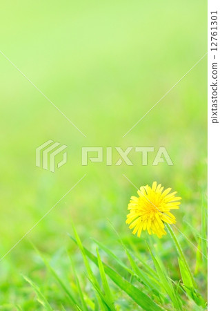 開花在草原的蒲公英 12761301