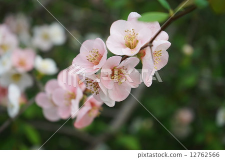 Kyoto Prefectural Botanical Garden · Kusabokke Kyoto Prefectural Botanical Garden · Kusabokke 12762566