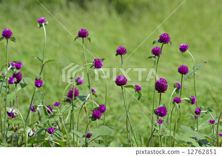 Sennichiko（戰國） 12762851