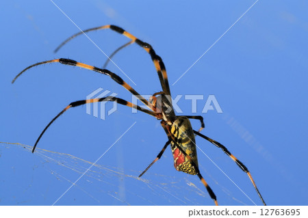 Nephila spider 12763695