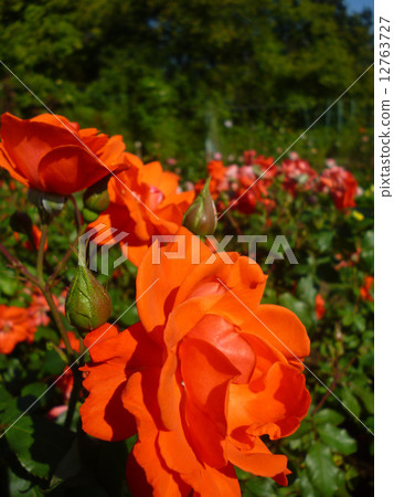 rose	 rose	 12763727