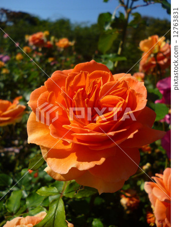 rose	 rose	 12763831