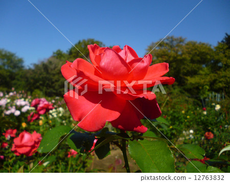 rose	 rose	 12763832