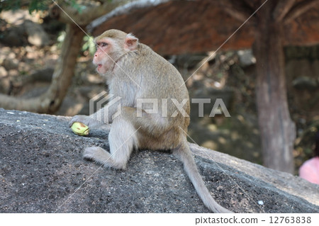 Cercopithecus 12763838