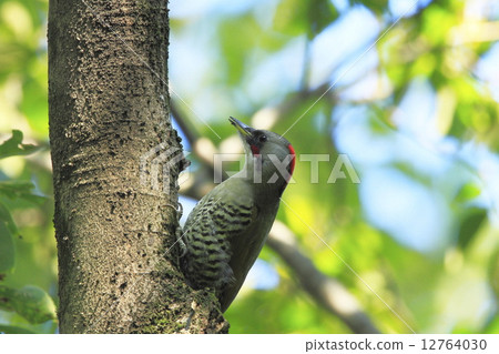 京都花園的野鳥(Aogera) 京都花園的野鳥(Aogera) 12764030