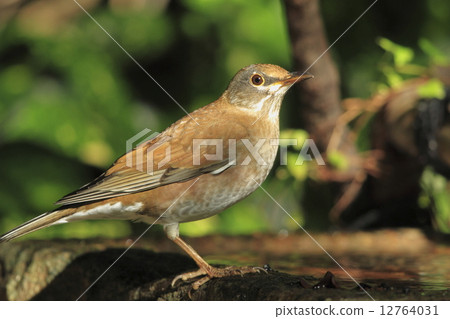 Wild birds in Kyoto garden (Shorohara) 12764031
