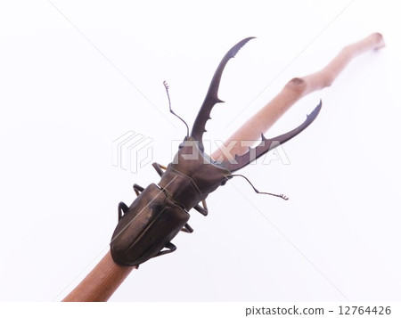 Metalliferhosoaka stag beetle on white background 12764426