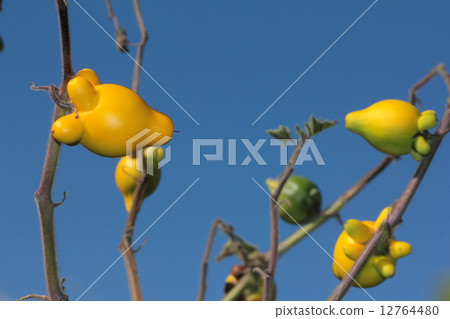 狐狸面對Tsunonasu 12764480