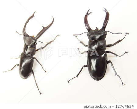 Mandibularis starfish stag beetle and Buketto Futamata stag beak white Mandibularis starfish stag beetle and Buketto Futamata stag beak white 12764684